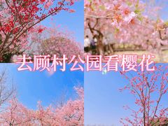 -顾村公园