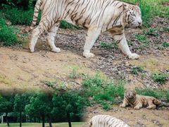 -杭州野生动物世界