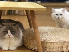 -猫にゃん · 猫的隐藏屋猫咖(麦地旗舰店)