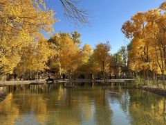 -金塔沙漠胡杨林景区