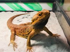 -藦茜花园宠物主题亲子互动体验馆(国顺东路店)