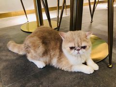 -飞行喵MR PILOT|猫舍·猫咖(静安大融城店)