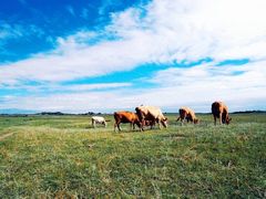 -塞罕坝国家级自然保护区