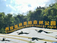 -西双版纳原始森林公园