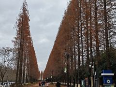 -黄海国家森林公园