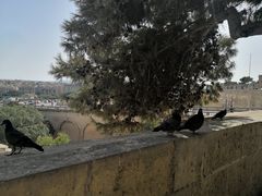 -上巴拉卡花园和下巴拉卡花园