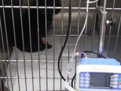 -瑞派·关忠动物医院·异宠专科·犬猫肿瘤·皮肤专科(望京店)