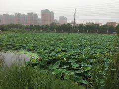 -白洋淀景区
