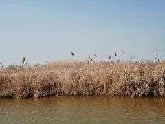 -宁波杭州湾国家湿地公园