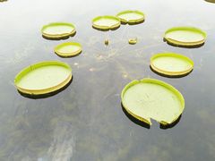 -荷塘月色湿地公园·向阳花洲