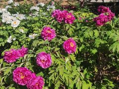 -洛阳市隋唐城遗址植物园