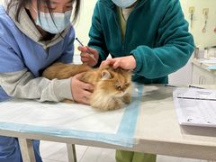 -艾吉宠物医院·疑难杂症转诊中心·猫友好(碧江路院)