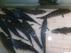 -风情丽江斑鱼火锅(孙家沟西南路80号店)