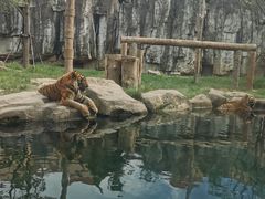 -上海野生动物园