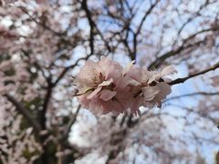 -桃花堤公园