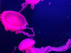 -西安曲江海洋极地公园