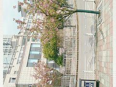 -嘉定紫藤园