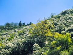 -富平县金粟山森林公园