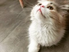 -屋虎猫馆(宝安大仟里店)