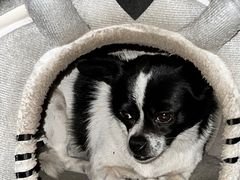 -绝城芋儿鸡(犀浦旗舰店)