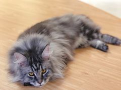 -猫和宫(六道口店)