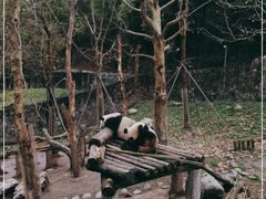 -都江堰中华大熊猫苑