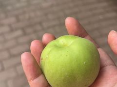 -呀路古热带植物园