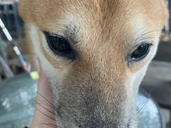 -柴犬高等学院·狗咖·柴犬售卖·宠物训练