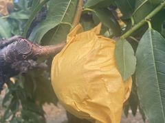 -樂桃源奉贤黄桃种植采摘基地