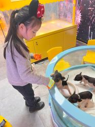 -神奇动物撸宠馆·羊驼·小浣熊·异宠(豫园店)