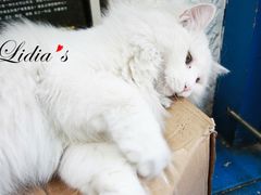 猫-Sirena海妖日咖夜酒