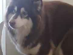 -Let's go狗咖·猫咖·奶狗·桌游(春熙路IFS店)