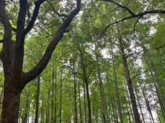 -黄兴公园
