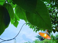 -毛辣果·酸(OHA复兴西路店)