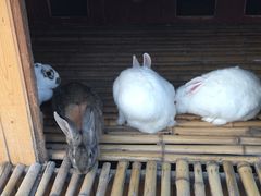 -上海崇明金茂凯悦酒店