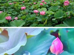 -海天湖公园
