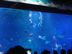 -烟台海昌鲸鲨海洋公园