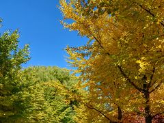 -长白岛森林公园