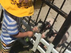 -上海滴水湖皇冠假日酒店