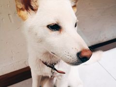 -柴务处·柴犬主题狗咖