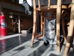 -海边的猫和咖啡馆