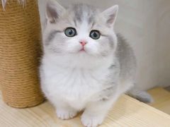 -Bastet sally猫舍购宠(静安店)