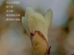 -陆家嘴中心绿地