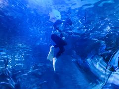 -太平洋海底世界