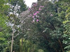 -梧桐山风景名胜区