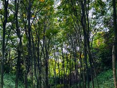 -宜兴龙背山森林公园