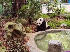 -深圳野生动物园