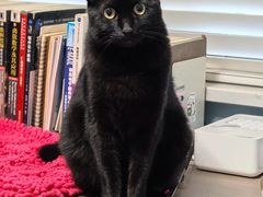 -艾贝尔宠物医院·24H转诊中心·肿瘤猫专科(江宁双龙店)