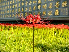 -西安大兴善寺