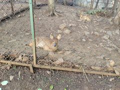 -合肥野生动物园